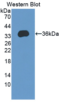 ARC / Arg3.1 Antibody