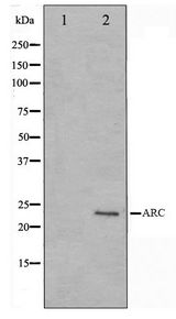 ARC / Arg3.1 Antibody - Western blot of HeLa cell lysate using ARC Antibody