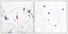 ARC / Arg3.1 Antibody - Peptide - + Immunohistochemical analysis of paraffin-embedded human brain tissue using ARC antibody.