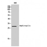 AREG / Amphiregulin Antibody - Western blot of Amphiregulin antibody