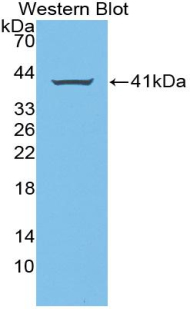 AREG / Amphiregulin Antibody - Western blot of recombinant AREG / Amphiregulin.  This image was taken for the unconjugated form of this product. Other forms have not been tested.