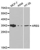 AREG / Amphiregulin Antibody - Western blot analysis of extracts of various cell lines, using AREG antibody.