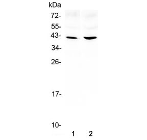 AREG / Amphiregulin Antibody - Western blot testing of 1) rat brain and 2) mouse brain lysate with Amphiregulin antibody at 0.5ug/ml. Molecular weight: 28 kDa (non-glycosylated), ~50 kDa (glycosylated pro form), ~43 kDa (predominant glycosylated soluble form) as well as other, smaller, soluble and membrane bound forms.