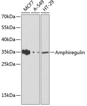 AREG / Amphiregulin Antibody - Western blot analysis of extracts of various cell lines using Amphiregulin Polyclonal Antibody at dilution of 1:1000.