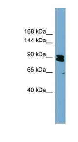 AREL1 / KIAA0317 Antibody - Anti-AREL1 Antibody western blot of HT1080 cell lysate.  This image was taken for the unconjugated form of this product. Other forms have not been tested.