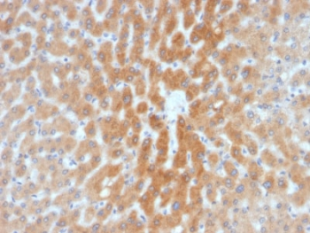 ARF1 Antibody - IHC testing of FFPE human liver tissue with ARF1 antibody (clone 1A9/5). HIER: boil tissue sections in pH6, 10mM citrate buffer, for 10-20 min followed by cooling at RT for 20 min.
