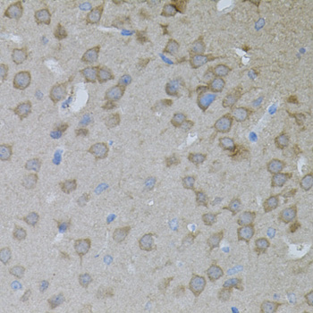 ARF1 Antibody - Immunohistochemistry of paraffin-embedded mouse brain tissue.