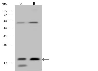 ARF1 Antibody - Anti-ARF1 rabbit polyclonal antibody at 1:500 dilution. Lane A: Jurkat Whole Cell Lysate. Lane B: MCF-7 Whole Cell Lysate. Lysates/proteins at 30 ug per lane. Secondary: Goat Anti-Rabbit IgG (H+L)/HRP at 1/10000 dilution. Developed using the ECL technique. Performed under reducing conditions. Predicted band size: 21 kDa. Observed band size: 19 kDa.