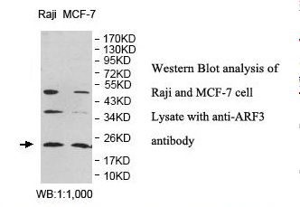 ARF3 Antibody