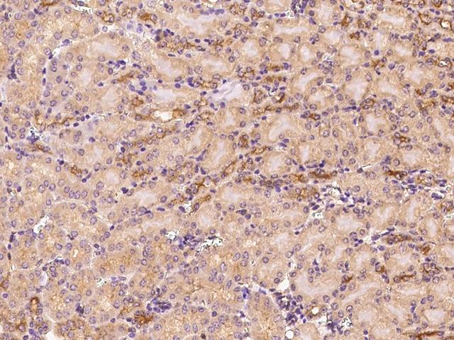 ARF3 Antibody - Immunochemical staining ARF3 in mouse kidney with rabbit polyclonal antibody at 1:300 dilution, formalin-fixed paraffin embedded sections.