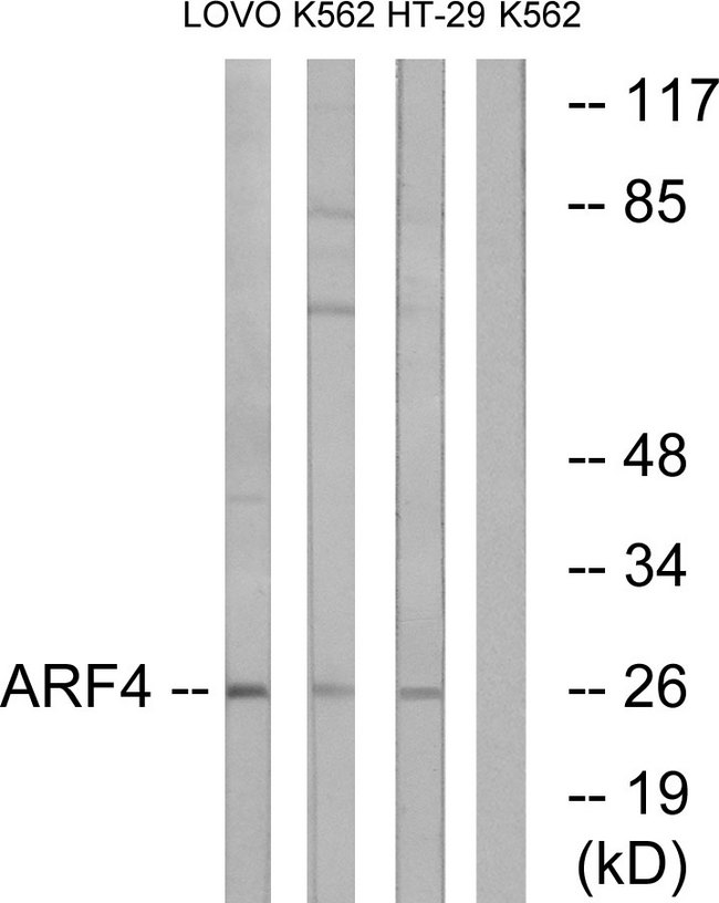 ARF4 Antibody - Western blot analysis of lysates from LOVO, K562, and HT-29 cells, using ARF4 Antibody. The lane on the right is blocked with the synthesized peptide.