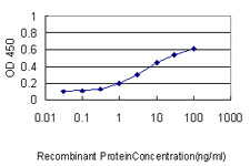 ARF5 Antibody - Detection limit for recombinant GST tagged ARF5 is approximately 0.3 ng/ml as a capture antibody.
