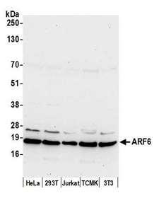 ARF6 Antibody - Detection of human and mouse ARF6 by western blot. Samples: Whole cell lysate (50 µg) from HeLa, HEK293T, Jurkat, mouse TCMK-1, and mouse NIH 3T3 cells prepared using NETN lysis buffer. Antibody: Affinity purified rabbit anti-ARF6 antibody used for WB at 0.1 µg/ml. Detection: Chemiluminescence with an exposure time of 30 seconds.