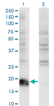 ARF6 Antibody - Western Blot analysis of ARF6 expression in transfected 293T cell line by ARF6 monoclonal antibody (M01A), clone 2A4.Lane 1: ARF6 transfected lysate (Predicted MW: 20.1 KDa).Lane 2: Non-transfected lysate.