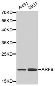 ARF6 Antibody - Western blot analysis of A431 cell and 293T cell lysate using ARF6 antibody.