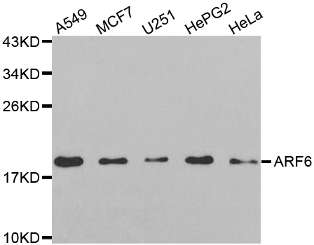 ARF6 Antibody - Western blot analysis of extracts of various cell lines, using ARF6 antibody.