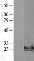 ARF6 Protein - Western validation with an anti-DDK antibody * L: Control HEK293 lysate R: Over-expression lysate