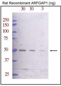 ARFGAP1 Antibody - Western blot of ARFGAP1 Antibody against rat recombinant ARFGAP1 (30, 10, and 3 ng/lane, left to right). ARFGAP1(arrow) was detected using the purified antibody. Data courtesy of Dr. Dan Cassel, Department of Biology, Technion, Haifa, Israel.