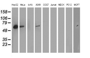 ARFGAP1 Antibody - Western blot of extracts (35 ug) from 9 different cell lines by using anti-ARFGAP1 monoclonal antibody (HepG2: human; HeLa: human; SVT2: mouse; A549: human; COS7: monkey; Jurkat: human; MDCK: canine; PC12: rat; MCF7: human).