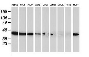 ARFGAP1 Antibody - Western blot of extracts (35 ug) from 9 different cell lines by using anti-ARFGAP1 monoclonal antibody.