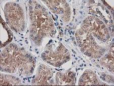 ARFGAP1 Antibody - IHC of paraffin-embedded Human Kidney tissue using anti-ARFGAP1 mouse monoclonal antibody.