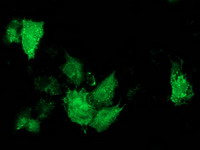 ARFGAP1 Antibody - Anti-ARFGAP1 mouse monoclonal antibody immunofluorescent staining of COS7 cells transiently transfected by pCMV6-ENTRY ARFGAP1.