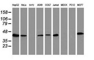 ARFGAP1 Antibody - Western blot of extracts (35ug) from 9 different cell lines by using anti-ARFGAP1 monoclonal antibody.