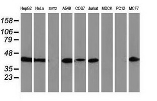 ARFGAP1 Antibody - Western blot of extracts (35 ug) from 9 different cell lines by using anti-ARFGAP1 monoclonal antibody.