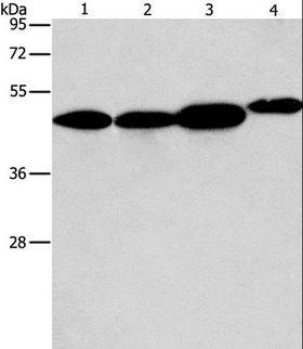 ARFGAP1 Antibody - Western blot analysis of 293T, A549, PC3 and NIH/3T3 cell, using ARFGAP1 Polyclonal Antibody at dilution of 1:600.