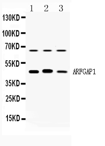 ARFGAP1 Antibody - Western blot - Anti-ARFGAP1 Antibody