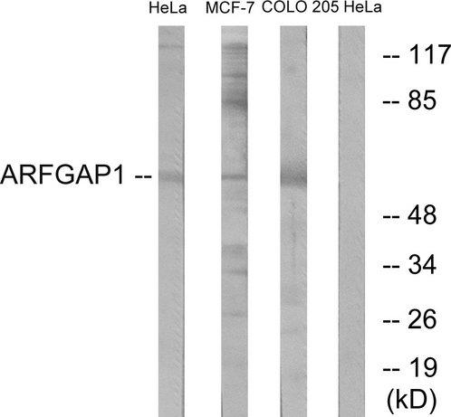 ARFGAP1 Antibody - Western blot analysis of extracts from HeLa cells, MCF-7 cells and COLO cells, using ARFGAP1 antibody.