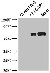 ARFGAP3 Antibody - Immunoprecipitating ARFGAP3 in HepG2 whole cell lysate Lane 1: Rabbit monoclonal IgG (1µg) instead of ARFGAP3 Antibody in HepG2 whole cell lysate.For western blotting, a HRP-conjugated anti-rabbit IgG, specific to the non-reduced form of IgG was used as the Secondary antibody (1/50000) Lane 2: ARFGAP3 Antibody (4µg) + HepG2 whole cell lysate (500µg) Lane 3: HepG2 whole cell lysate (20µg)