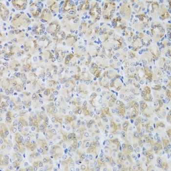 ARFGAP3 Antibody - Immunohistochemistry of paraffin-embedded mouse stomach tissue.