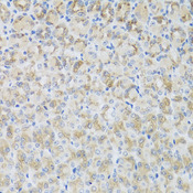ARFGAP3 Antibody - Immunohistochemistry of paraffin-embedded mouse stomach tissue.