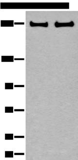 ARFGEF1 Antibody - Western blot analysis of 293T and Hela cell lysates  using ARFGEF1 Polyclonal Antibody at dilution of 1:400