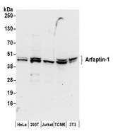 ARFIP1 Antibody - Detection of human and mouse Arfaptin-1 by western blot. Samples: Whole cell lysate (50 µg) from HeLa, HEK293T, Jurkat, mouse TCMK-1, and mouse NIH 3T3 cells prepared using NETN lysis buffer. Antibodies: Affinity purified rabbit anti-Arfaptin-1 antibody used for WB at 0.1 µg/ml. Detection: Chemiluminescence with an exposure time of 30 seconds.