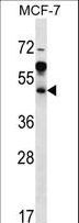 ARFIP1 Antibody - ARFIP1 Antibody western blot of MCF-7 cell line lysates (35 ug/lane). The ARFIP1 antibody detected the ARFIP1 protein (arrow).