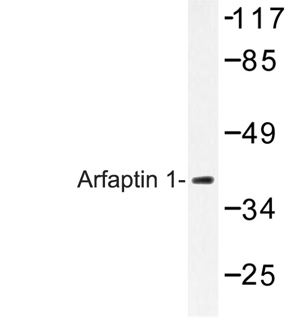 ARFIP1 Antibody - Western blot of Arfaptin 1 (K314) pAb in extracts from Jurkat cells.