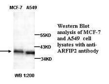 ARFIP2 / Arfaptin 2 Antibody