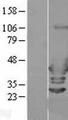 ARFIP2 / Arfaptin 2 Protein - Western validation with an anti-DDK antibody * L: Control HEK293 lysate R: Over-expression lysate
