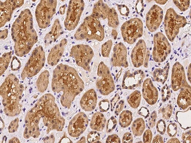 ARFL3 / ARL3 Antibody - Immunochemical staining of human ARL3 in human kidney with rabbit polyclonal antibody at 1:100 dilution, formalin-fixed paraffin embedded sections.