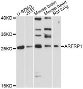 ARFRP1 Antibody - Western blot analysis of extracts of various cell lines, using ARFRP1 antibody at 1:3000 dilution. The secondary antibody used was an HRP Goat Anti-Rabbit IgG (H+L) at 1:10000 dilution. Lysates were loaded 25ug per lane and 3% nonfat dry milk in TBST was used for blocking. An ECL Kit was used for detection and the exposure time was 90s.