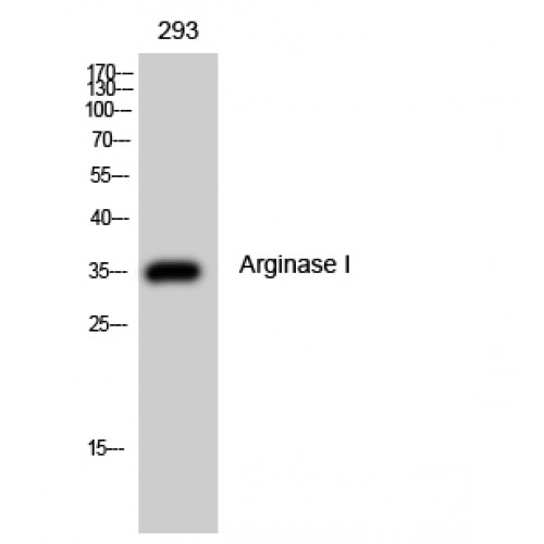 ARG1 / Arginase 1 Antibody - Western blot of Arginase I antibody