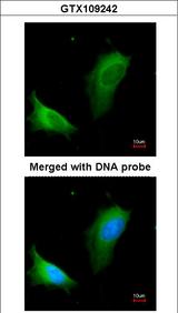 ARG1 / Arginase 1 Antibody - Immunofluorescence of paraformaldehyde-fixed HeLa using arginase I antibody at 1:200 dilution.