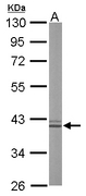 ARG1 / Arginase 1 Antibody - Sample (20 ug of whole cell lysate). A: mouse liver. 10% SDS PAGE. ARG1 / Arginase 1 antibody diluted at 1:50000.