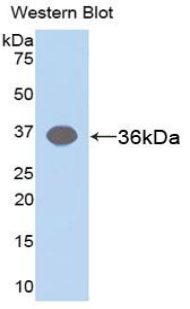 ARG1 / Arginase 1 Antibody - Western blot of recombinant ARG1 / Arginase 1.  This image was taken for the unconjugated form of this product. Other forms have not been tested.
