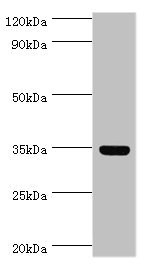 ARG1 / Arginase 1 Antibody - Western blot All lanes: Arginase-1 antibody at 8µg/ml + Mouse liver tissue Secondary Goat polyclonal to rabbit IgG at 1/10000 dilution Predicted band size: 35, 36, 26 kDa Observed band size: 35 kDa