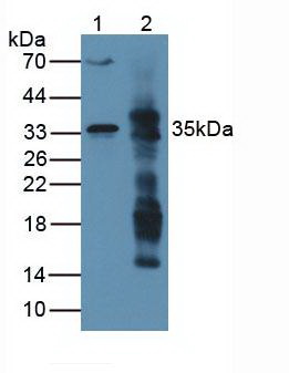 ARG1 / Arginase 1 Antibody - Western Blot Lane1: Rat Serum Lane2: Rat Liver Tissue Primary Ab: 2µg/mL Rabbit Anti-Rat Arg Ab Second Ab: 1:5000 Dilution of HRP-Linked Rabbit Anti-Mouse IgG Ab