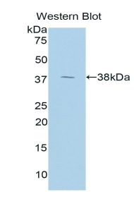 ARG1 / Arginase 1 Antibody - Western blot of recombinant ARG1 / Arginase 1.  This image was taken for the unconjugated form of this product. Other forms have not been tested.