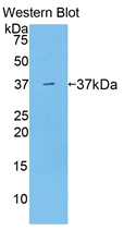 ARG1 / Arginase 1 Antibody - Western Blot; Sample: Recombinant protein.
